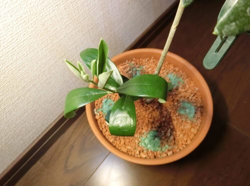 【オリーブ栽培記録】190705　梅雨時期も粛々と。