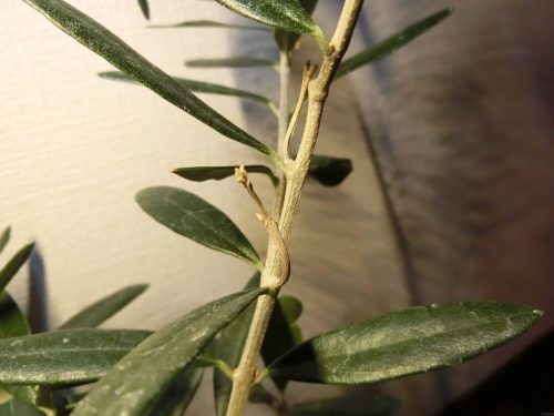 【オリーブ栽培記録】190705　梅雨時期も粛々と。