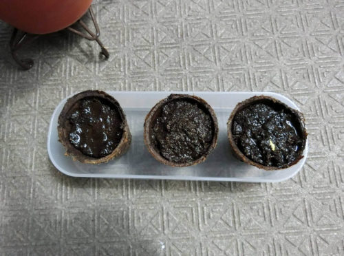 【杏（あんず）栽培記録】190721 これは。。。もう発芽で良い？