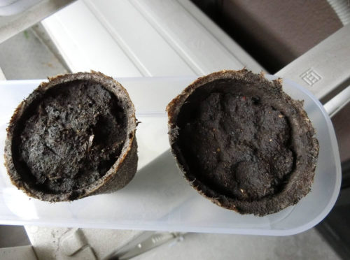 【杏（あんず）栽培記録】190721 これは。。。もう発芽で良い？