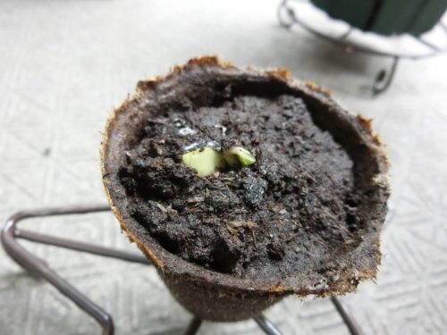 【杏（あんず）栽培記録】190721 これは。。。もう発芽で良い？