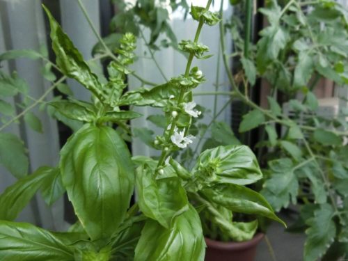 【バジル栽培記録】190805
