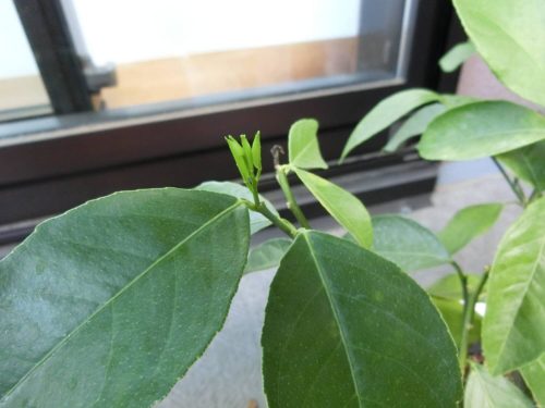 【レモン栽培記録】190804 スリット鉢に植え替え