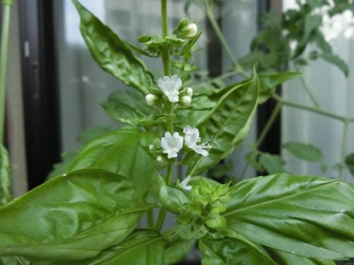 【バジル栽培記録】190805