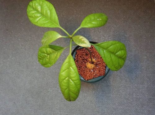 【アボカド栽培記録】190805