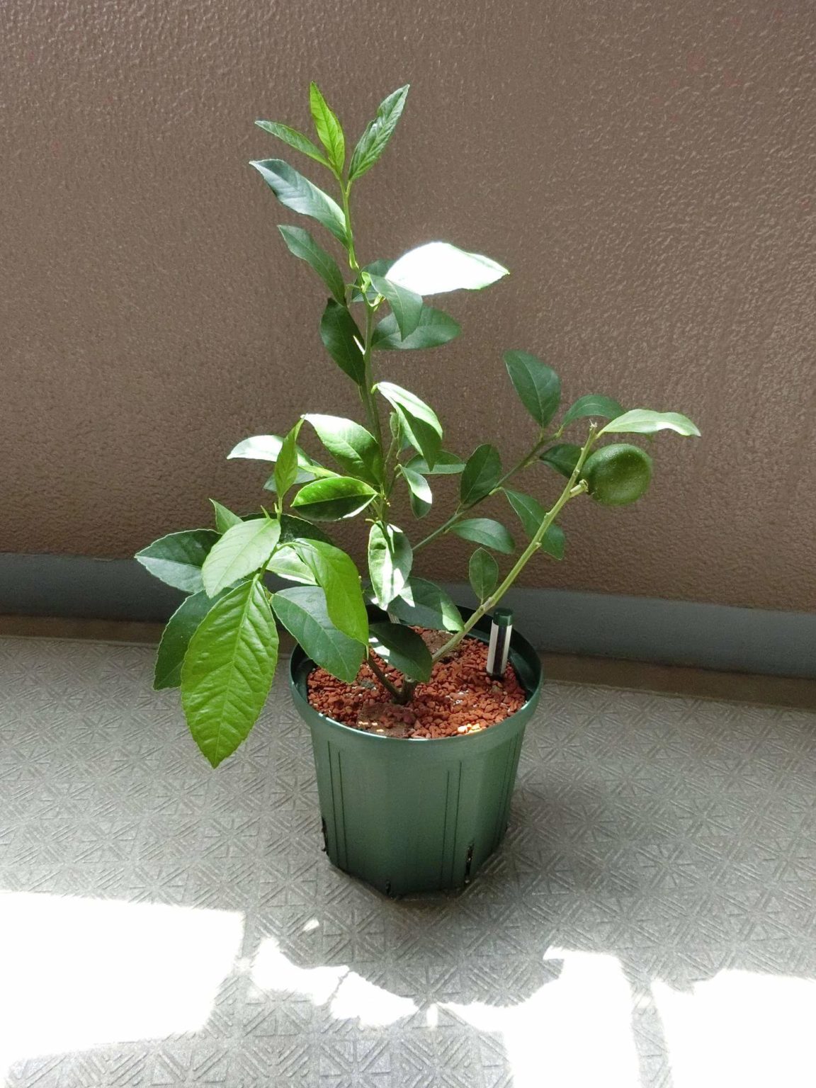 【レモン栽培記録】190811 新芽の大きくなるスピードがすごい