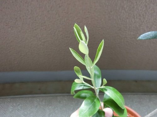 【オリーブ栽培記録】190811