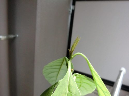 【アボカド栽培記録】190810