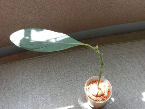 【アボカド栽培記録】190810