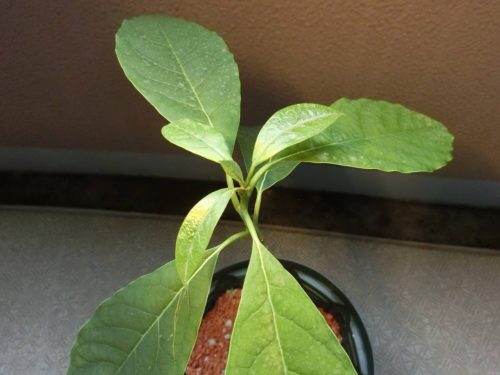 【アボカド栽培記録】190819 アボカド3号が栽培から500日