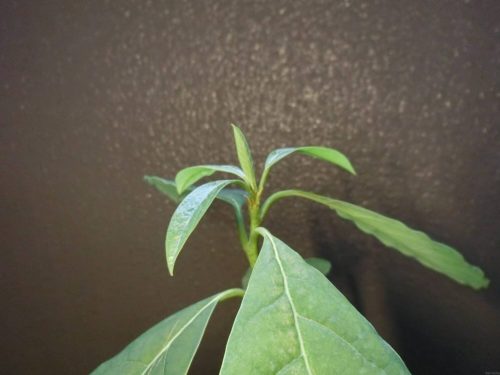 【アボカド栽培記録】190819 アボカド3号が栽培から500日