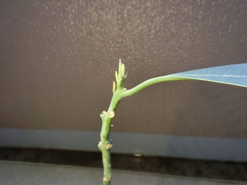 【アボカド栽培記録】190819 アボカド3号が栽培から500日