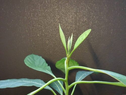 【アボカド栽培記録】190819 アボカド3号が栽培から500日