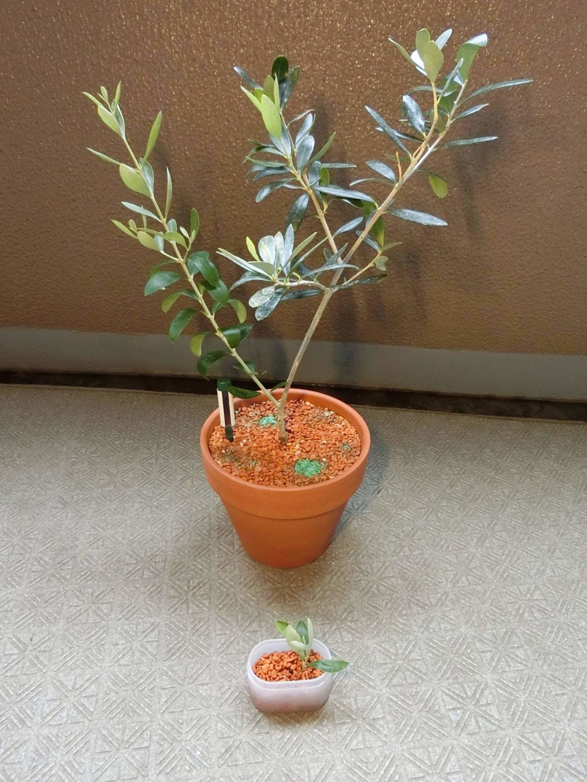 【オリーブ栽培記録】190818 剪定＆挿し木開始