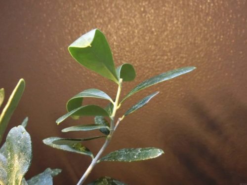 【オリーブ栽培記録】190818 剪定＆挿し木開始