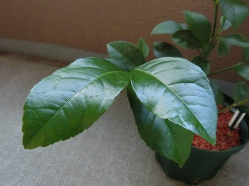 レモンの艶やかな葉っぱ