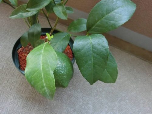 レモン果実のある枝と無い枝の葉の色