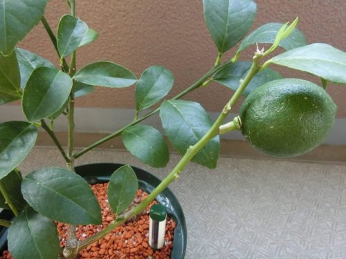 【レモン栽培記録】190824 再び新芽、秋の成長？