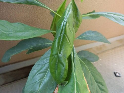 【アボカド栽培記録】190831 根腐れ。。。