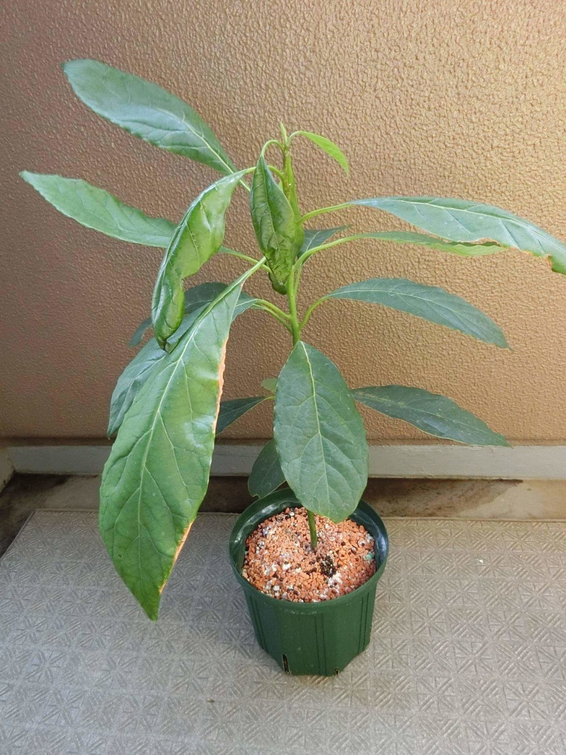 【アボカド栽培記録】190831 根腐れ。。。