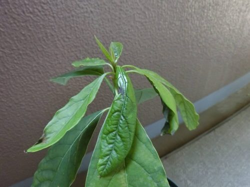 【アボカド栽培記録】190831 根腐れ。。。