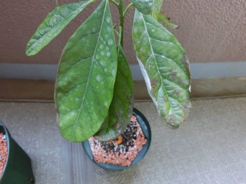 【アボカド栽培記録】190831 根腐れ。。。