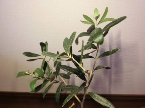 【オリーブ栽培記録】190925