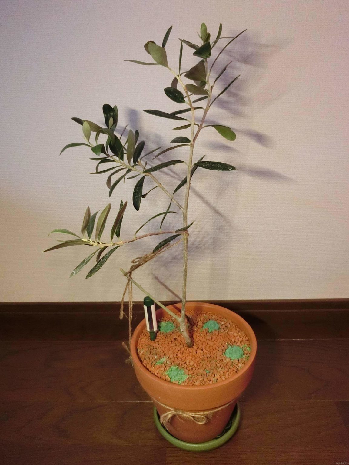 【オリーブ栽培記録】190925