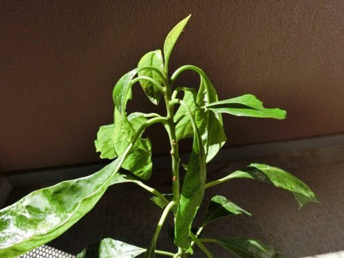 【アボカド栽培記録】191005