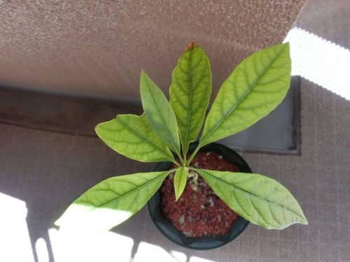 【アボカド栽培記録】191005