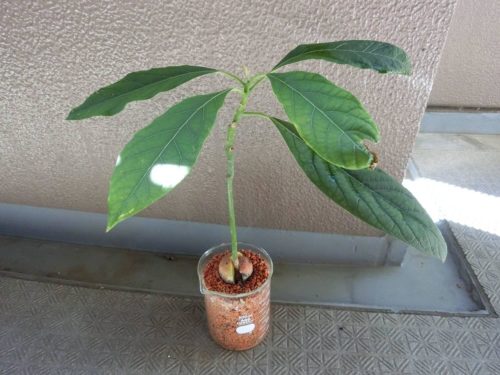 【アボカド栽培記録】191005