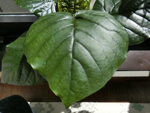 ウンベラータの葉、正常