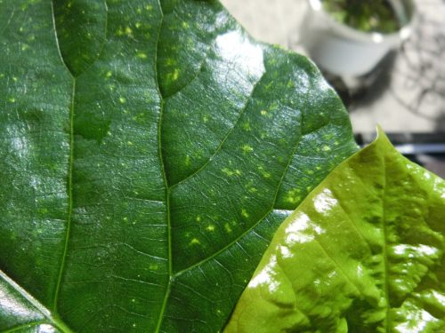 ウンベラータの葉、黄色斑点