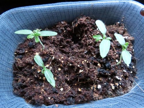 200430_ミニトマト間引き