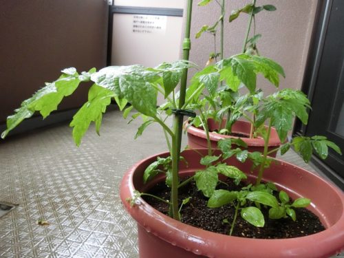 トマト支柱立て