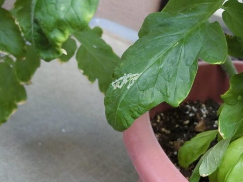 トマト、ハモグリバエ