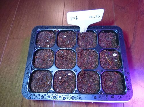 200329_ミニトマト（アイコ）発芽