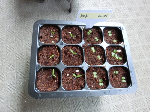 200404_ミニトマト（アイコ）発芽