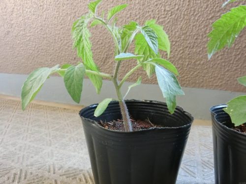 トマトの葉のボコボコ