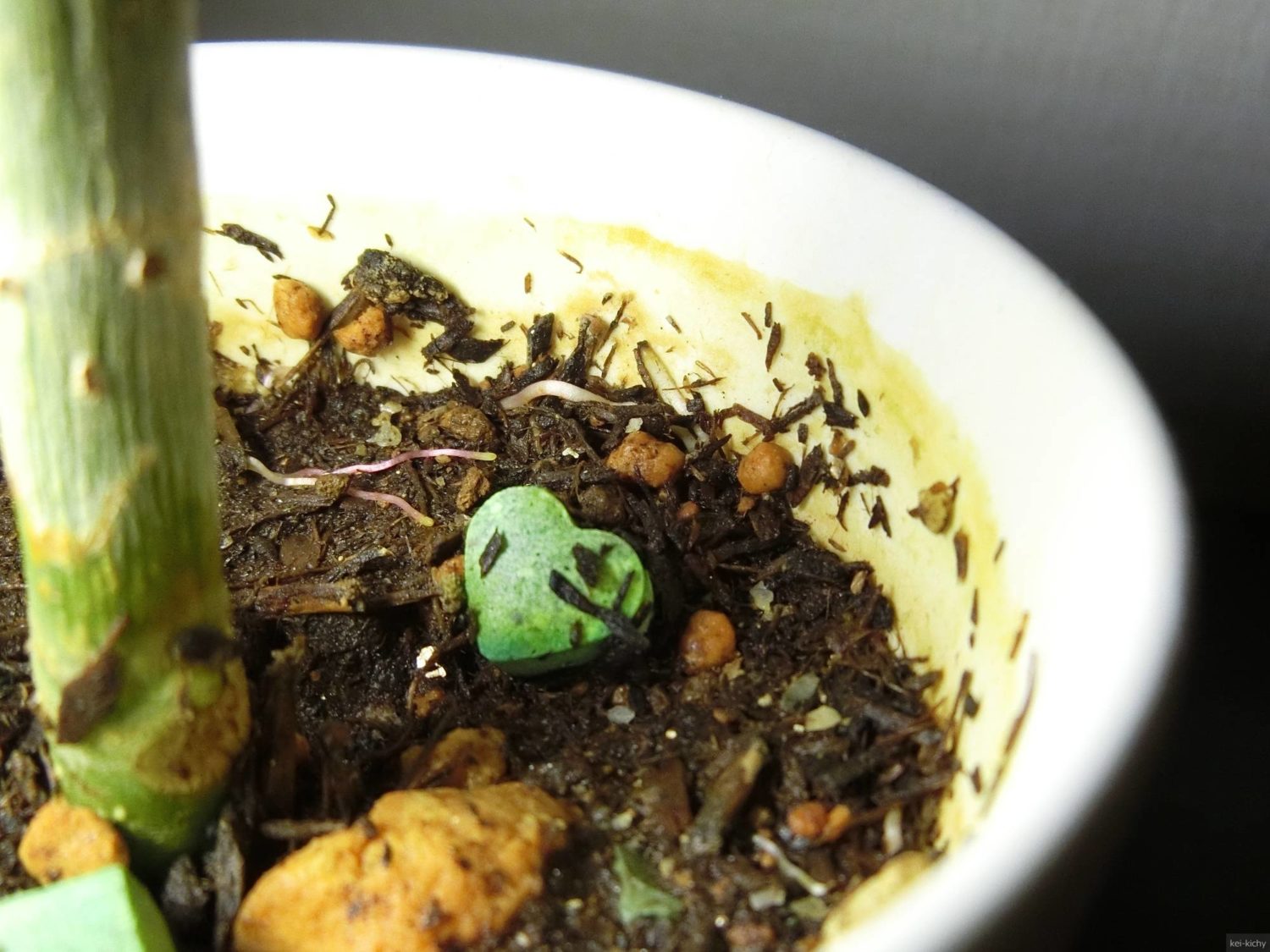 フィカス・ウンベラータ、鉢の表面から根