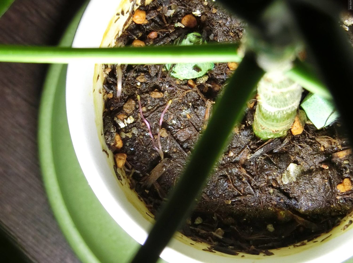 フィカス・ウンベラータ、鉢の表面から根