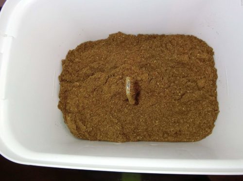 【レビューその①】家庭用コンポスト導入記録(自然にカエルS SKS-101)