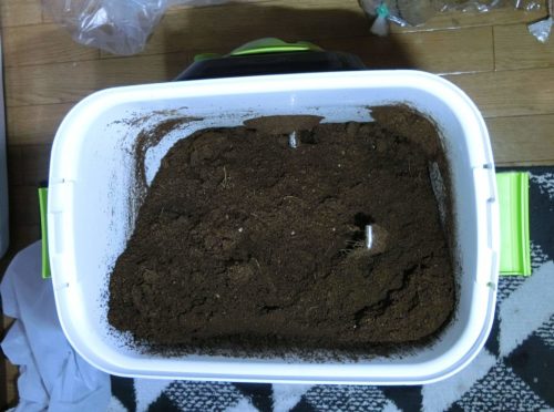 ホエイプロテインで悪臭を放つようになった自然にカエルSの記録。基材の色の変化。