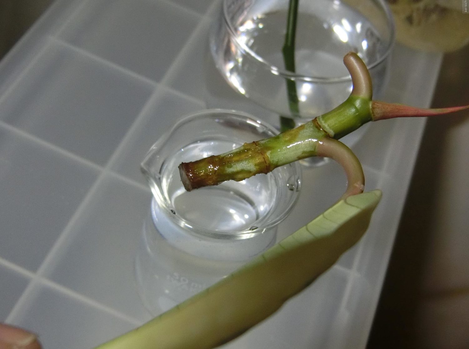 フィカスティネケ水差し