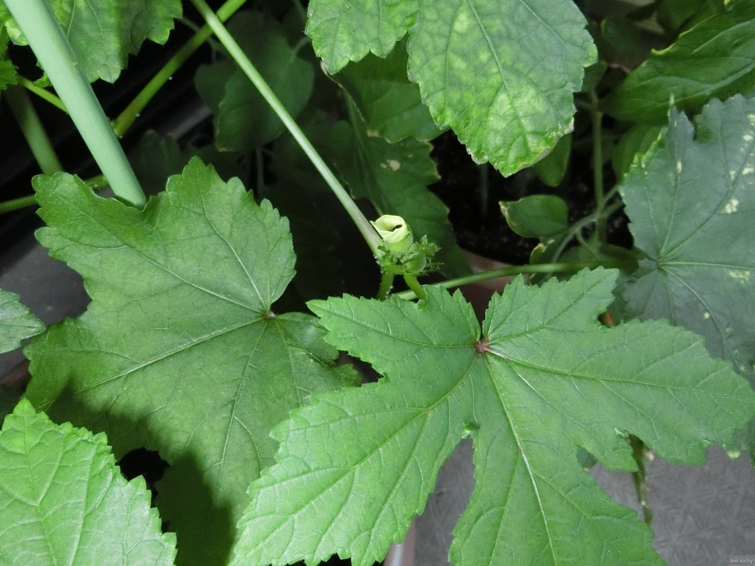 オクラの花、半開きその1