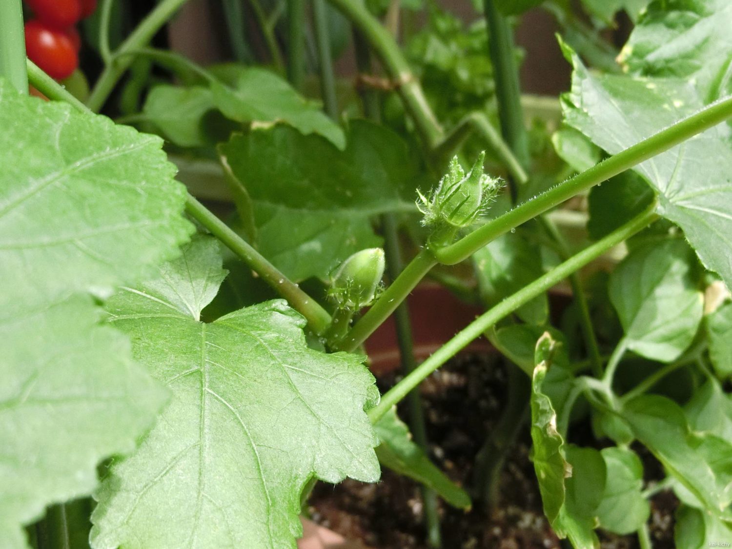 オクラの幼い実(左)と蕾(右)