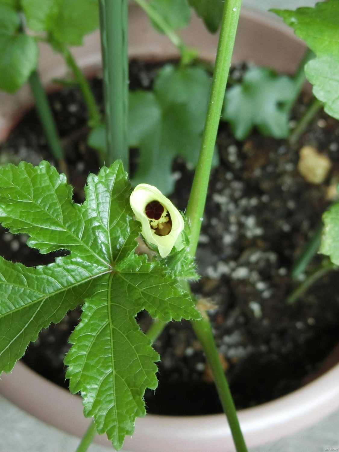 オクラの花、半開きその2