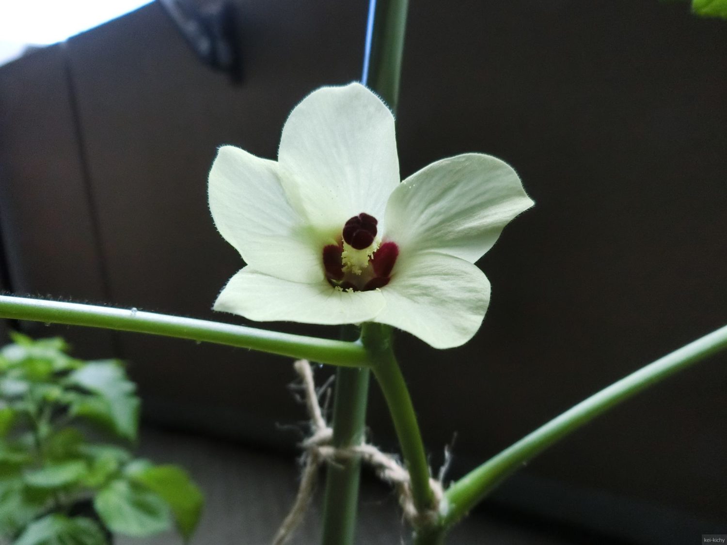 オクラの花、全開その1