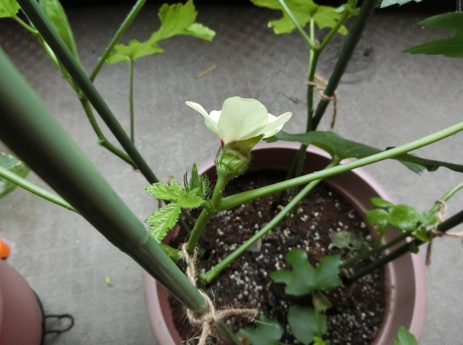 オクラの花、全開-横から