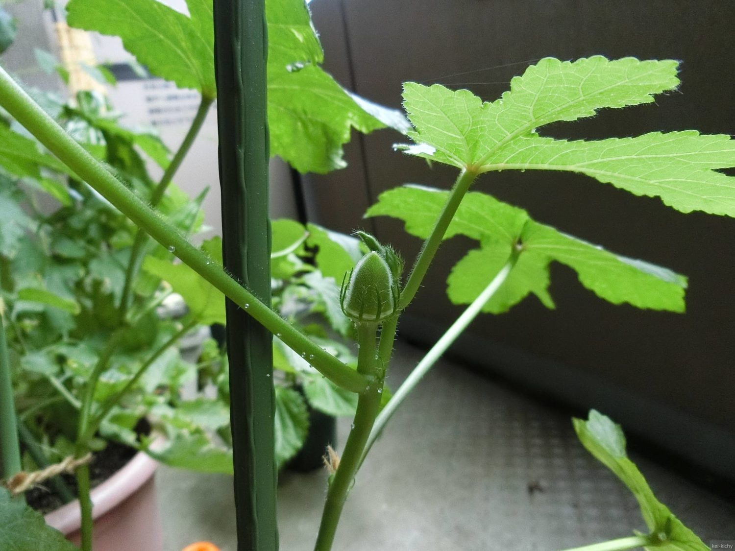 オクラの幼い実